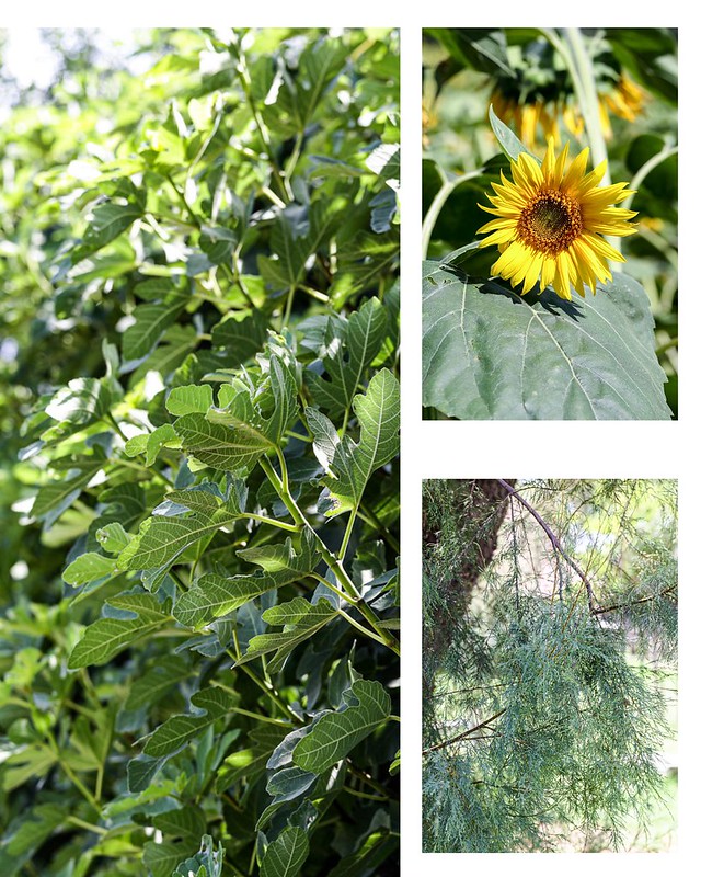 riz camargue vegetation