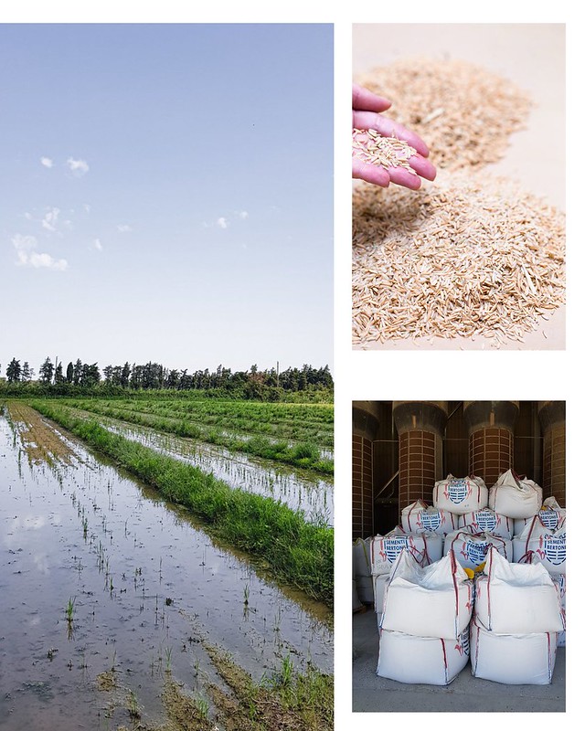 riz camargue paddy rizieres